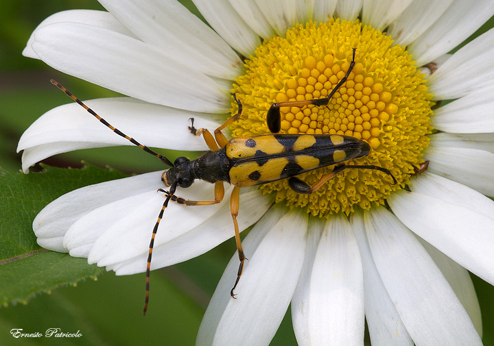 Rutpela maculata  della Val di Fleres (BZ)